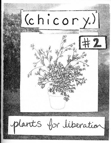 Chicory #2 Plants for Liberation